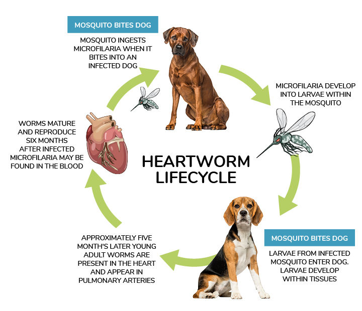 Preventing Parasites: Fleas, Ticks, and Heartworms in Dogs - Dog Carely